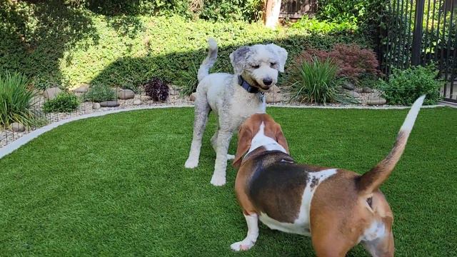 Oliver Rolls and Tumbles with Tina the Basset Hound смотреть онлайн