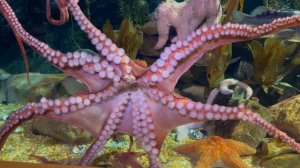 Палка, палка, огуречик - получился человечек. А ещё добавим ножек - получился осьминожек…