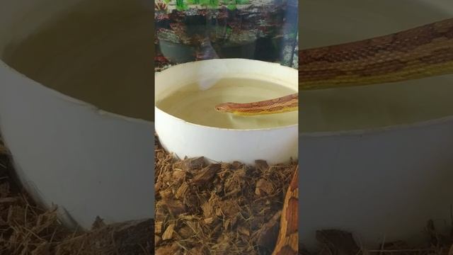 Змея пьëт воду, маисов полоз