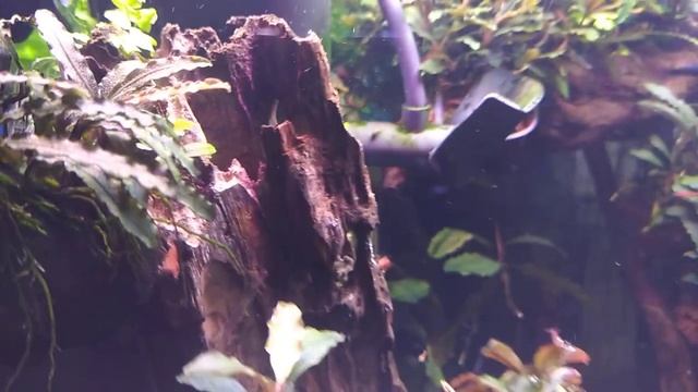 #Коряга Как выглядит натуральная коряга "Дракон"в аквариуме Nature "Dragon Wood" Aquarium смотреть онлайн