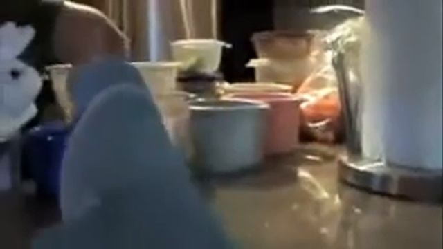 Самый милый попугай.flv смотреть онлайн