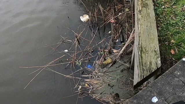 Trying Fox rage Perch replicant and Savage Gear Pulsetail koi Roach for the first time смотреть онлайн
