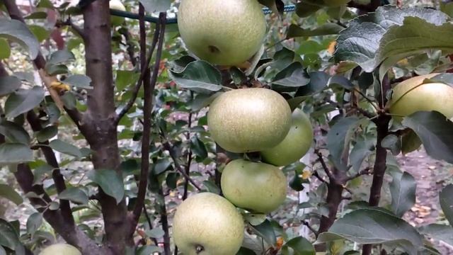 Райские яблочки приглашают в гости.Сентябрь 2018. # мой сад # Ранетки# колоновидные яблони # айва смотреть онлайн