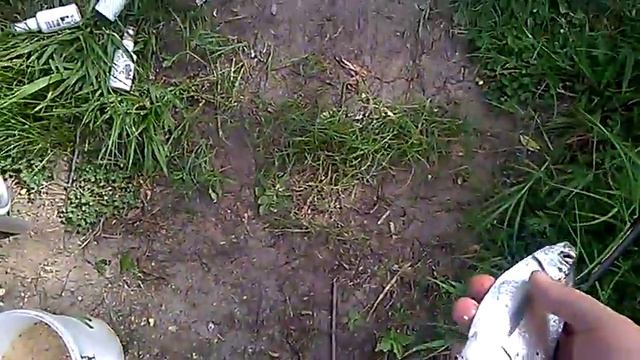 Чехонь на фидер,Ока. смотреть онлайн