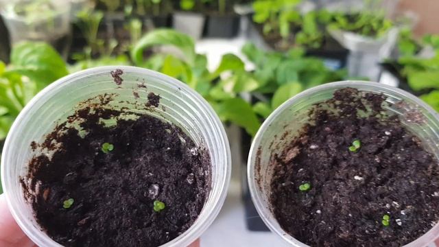 ?БЕГОНИЯ АМПЕЛЬНАЯ КЛУБНЕВАЯ ИЗ СЕМЯН. Обзор рассады 2,5 и 3 недели от посева смотреть онлайн