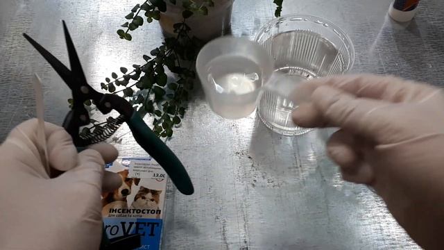 Клещ и тля боится этого как огня! Как избавиться от клеща и тли. Средство от тли. Защита от клещей смотреть онлайн