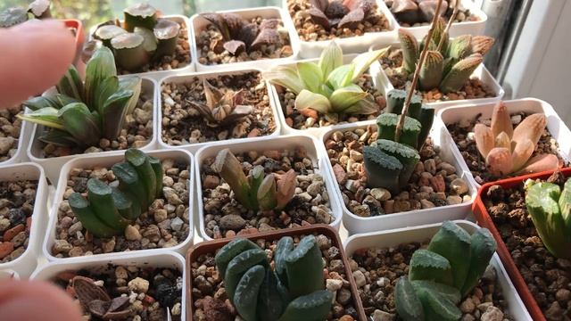 Полив хавортій