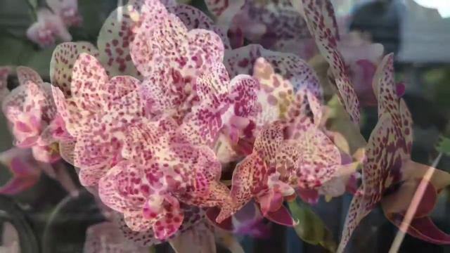 Phalaenopsis Jian San Jie No. 3 смотреть онлайн