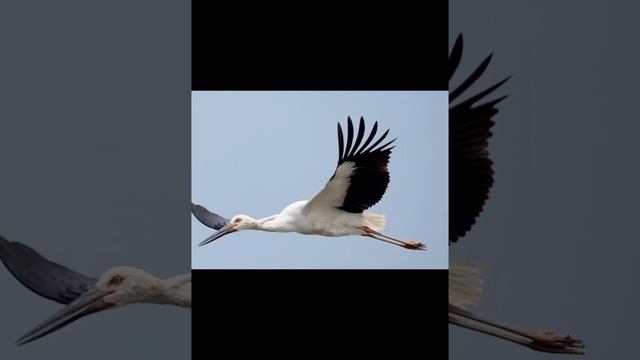 Проект" Красная книга россии" 4 класм/// инфоурок смотреть онлайн