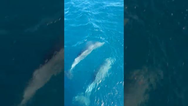 Дельфины в Чёрном море смотреть онлайн