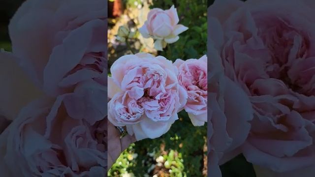 amazing grace rose in fall flushing смотреть онлайн