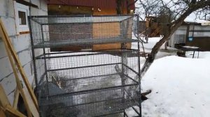 Клетка для перепелов своими руками! Жизнь на даче