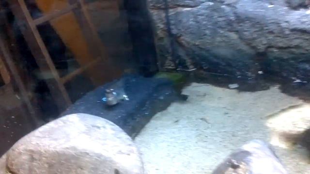 Ползущие рыбы смотреть онлайн