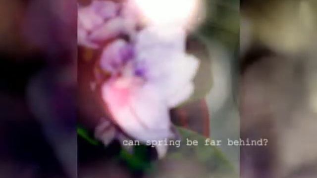 Цветы в моей школе смотреть онлайн