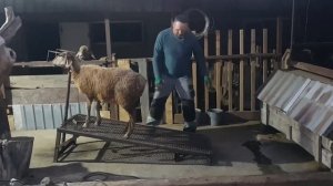 Сделали станок для стрижки овец