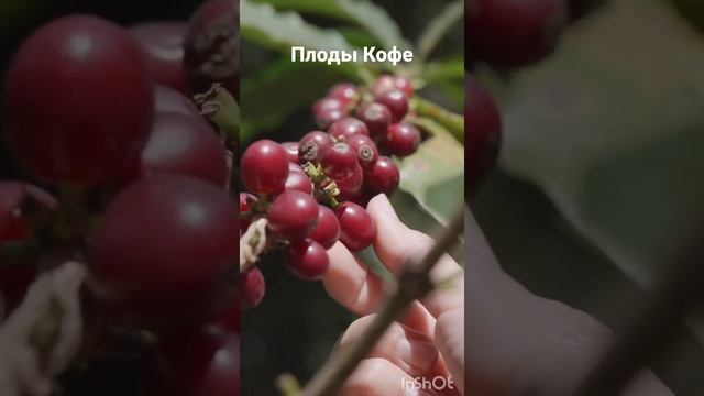 Сбор плодов кофе #shorts #shortsvideo #кофе #плодыкофе #кофейное_дерево #сбор_фофе #доминикана смотреть онлайн