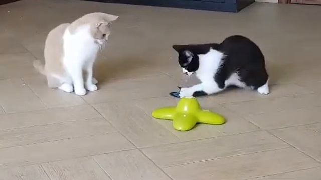 Британские котята мальчики смотреть онлайн