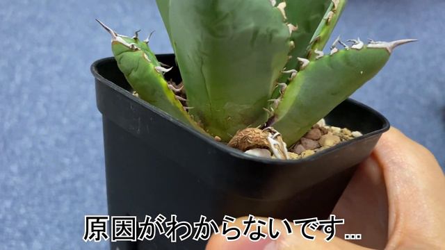 アガベ チタノタ 覆輪斑/Agave titanota（多肉植物、塊根、caudex） смотреть онлайн