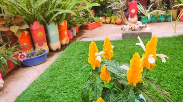 Beautiful Perinial Golden Shrimp Plant / Lollipop (hindi)