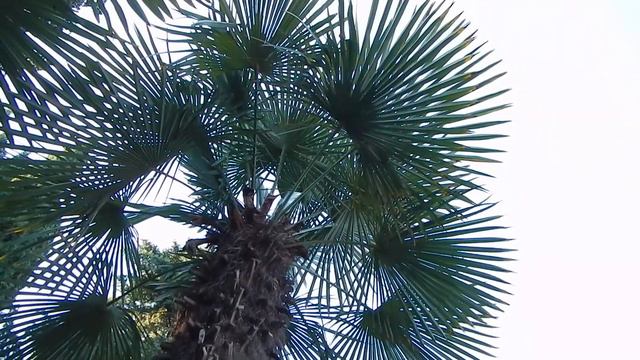 Park in Hurzuf (Crimea) - Парк в Гурзуфе (Крым) смотреть онлайн