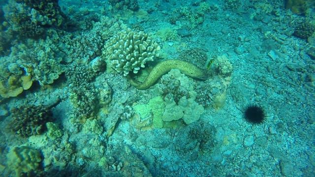 Yellow Margin Moray Eel смотреть онлайн