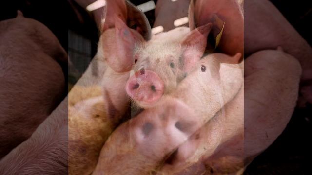 Диметрий гони свиней, но это тематические картинки