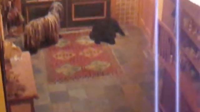 Bergamasco Ensemble.mpg смотреть онлайн