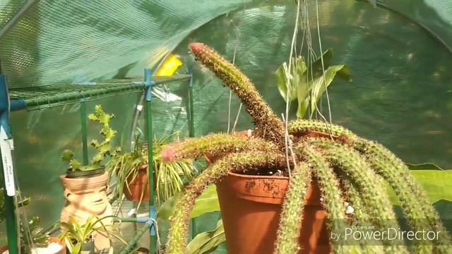 A New Cactus, Aporocactus Flagelliformis