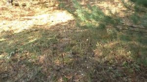 РЫЖИК РЫЖЕНЬКИЙ МАСЛЯТКИ и НАШЁЛ ПОЛЯНУ ГРИБОВ! Поход с утра ПО ГРИБЫ В ЛЕС!.mp4