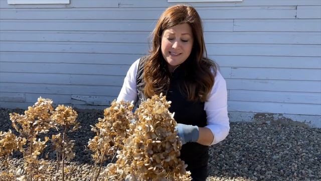 Pruning & Fertilizing My Hydrangeas! ✂️??// Garden Answer смотреть онлайн