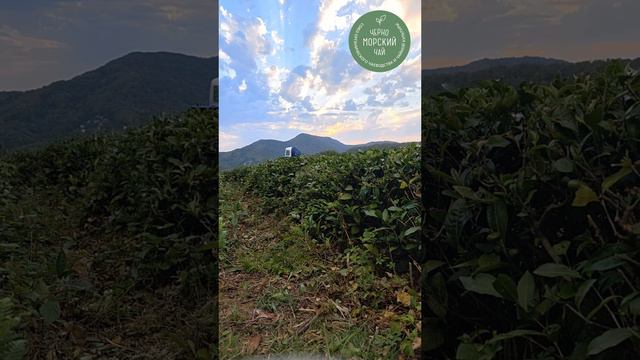 Черноморский чай