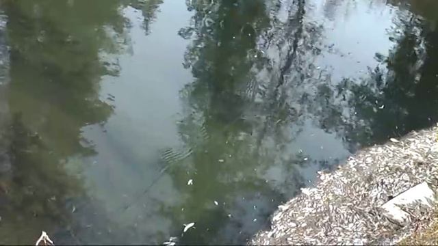 Standing waves in water Стоячая волна на воде. (река Малая Чили) смотреть онлайн