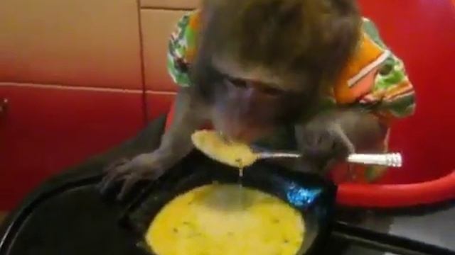 обезьянка кушает суп прикол