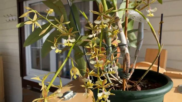Epidendrum Stamfordianum Galaxy