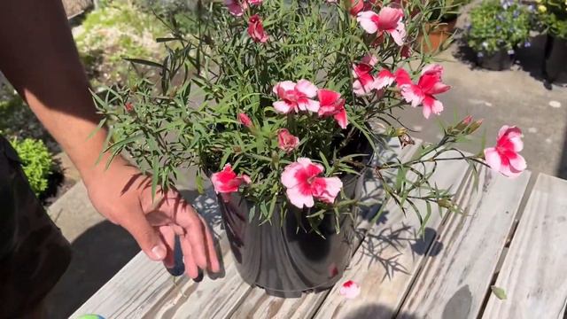 Carnations in Pots Care Tips | Easiest Ways To Get Maximum Blooms смотреть онлайн
