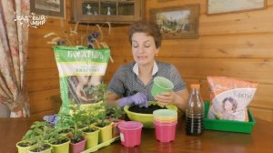 Хороший грунт - крепкая рассада. Какую почву лучше выбрать и использовать для выращивания рассады.