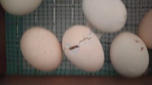 100% инкубация бройлеров Росс 308 в инкубаторе Матрица Дели
