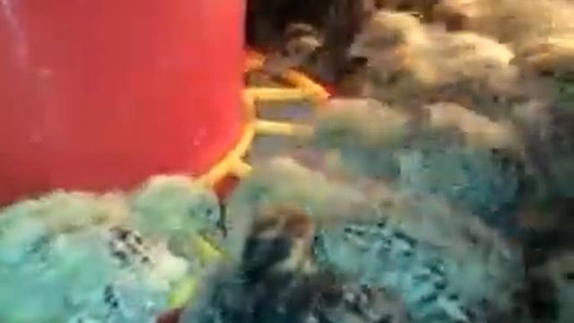 Бункерная кормушка для перепелов смотреть онлайн