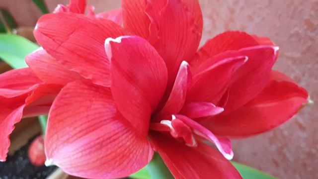 Hippeastrum Red glory смотреть онлайн