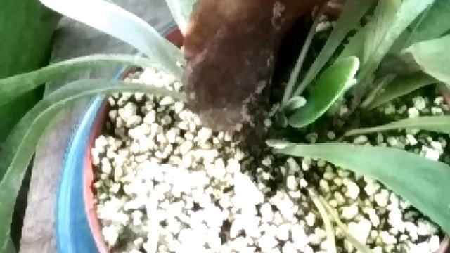 Платицериум оленерогий