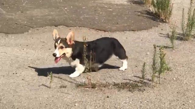 щенки корги смотреть онлайн