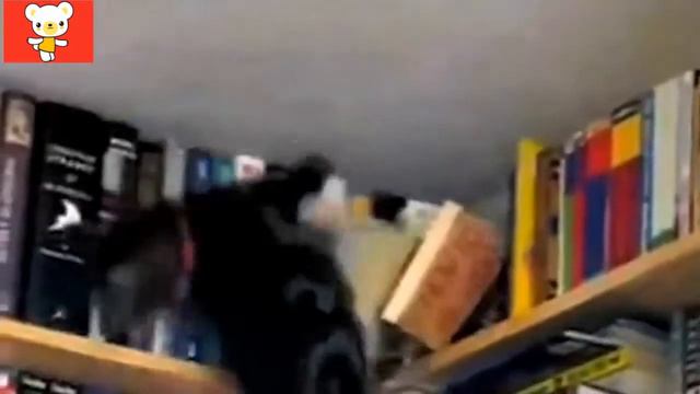 Разве мы не любим кошек смотреть онлайн