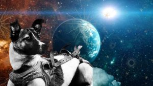 Лайка -  Что стало с первой собакой в космосе?