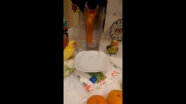 Желтый розовощекий попугай смотреть онлайн