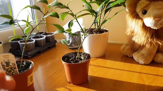 Limonella citrus eustris nowe badyle !!!! смотреть онлайн