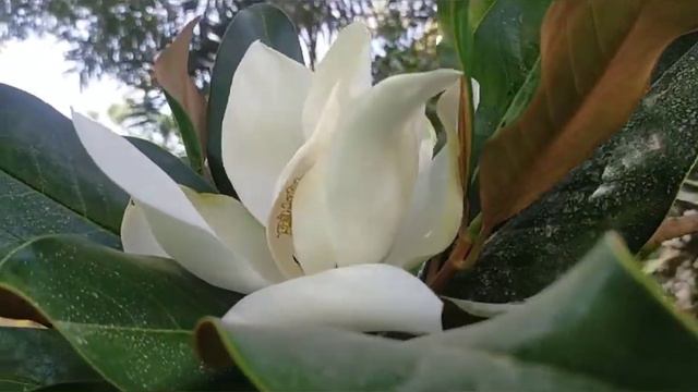 OUR BEAUTIFUL MAGNOLIA FLOWER'S//@charlotteskievlogs2020 Magnolia flowers смотреть онлайн