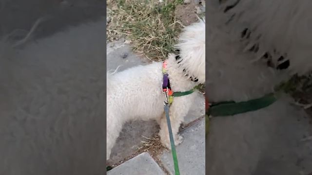 playing catch game #doglovers #toypoodle #dog #petgames смотреть онлайн