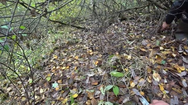 Грибы.Ржал до слез!!!! смотреть онлайн