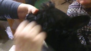 стрижка Скотч терьер Советы от Натальи клуб UCI