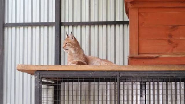 мы в зоопарке! смотреть онлайн